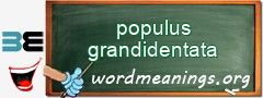 WordMeaning blackboard for populus grandidentata